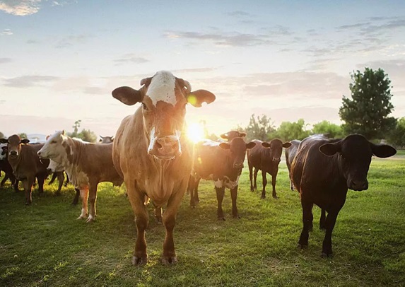 Solution de gestion des bovins de boucherie basée sur la RFID